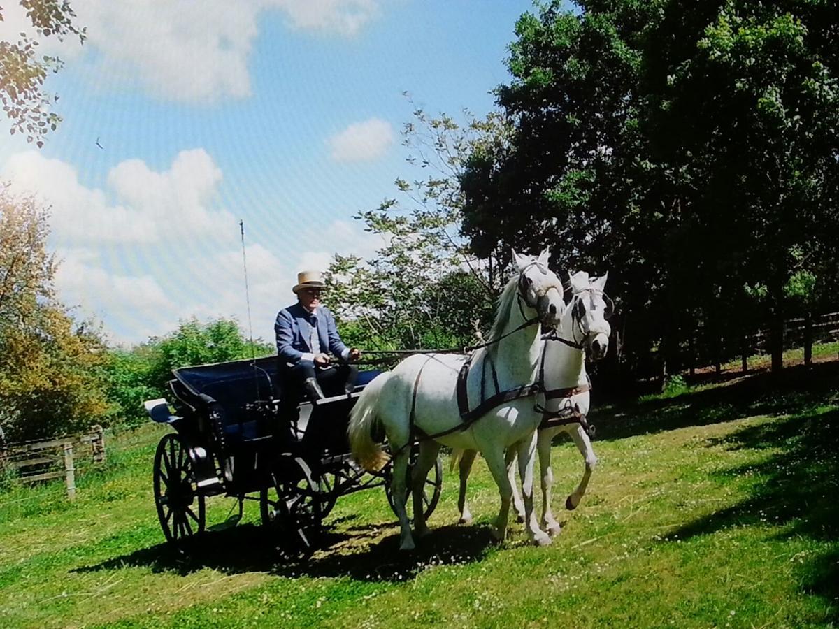 דירות Cenaia Agriturismo Deni מראה חיצוני תמונה